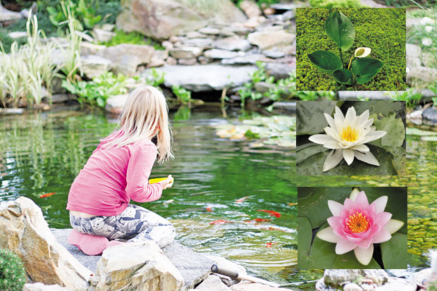Локвањ за романтику у врту 
